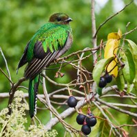 R5_CO_R0A6994 ON1.jpg