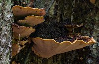 R5_CO_R0A5931 ON1.jpg